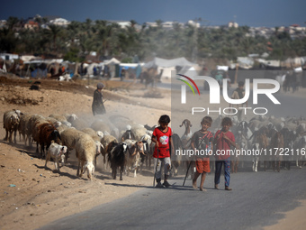 Shepherds herd a flock of sheep along a road in Khan Yunis, southern Gaza Strip, on October 30, 2024, amid the ongoing conflict between Isra...