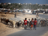 Shepherds herd a flock of sheep along a road in Khan Yunis, southern Gaza Strip, on October 30, 2024, amid the ongoing conflict between Isra...