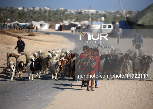 Shepherds herd a flock of sheep along a road in Khan Yunis, southern Gaza Strip, on October 30, 2024, amid the ongoing conflict between Isra...