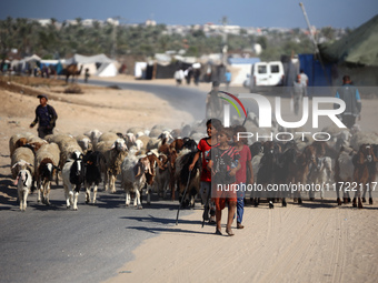 Shepherds herd a flock of sheep along a road in Khan Yunis, southern Gaza Strip, on October 30, 2024, amid the ongoing conflict between Isra...