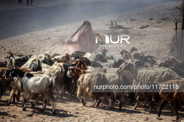 A Palestinian shepherd herds her sheep along a road in Khan Yunis, southern Gaza Strip, on October 30, 2024, amid the ongoing conflict betwe...