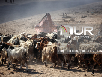 A Palestinian shepherd herds her sheep along a road in Khan Yunis, southern Gaza Strip, on October 30, 2024, amid the ongoing conflict betwe...