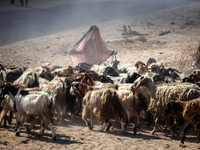 A Palestinian shepherd herds her sheep along a road in Khan Yunis, southern Gaza Strip, on October 30, 2024, amid the ongoing conflict betwe...