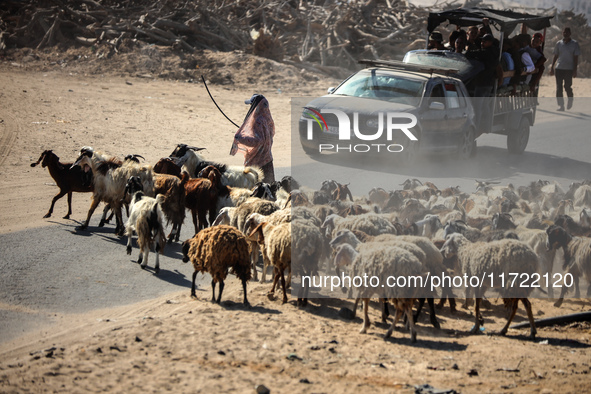 A Palestinian shepherd herds her sheep along a road in Khan Yunis, southern Gaza Strip, on October 30, 2024, amid the ongoing conflict betwe...