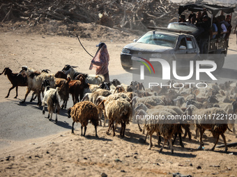 A Palestinian shepherd herds her sheep along a road in Khan Yunis, southern Gaza Strip, on October 30, 2024, amid the ongoing conflict betwe...