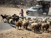 A Palestinian shepherd herds her sheep along a road in Khan Yunis, southern Gaza Strip, on October 30, 2024, amid the ongoing conflict betwe...