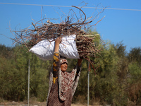 A woman carries firewood and walks along a street in Khan Yunis, Gaza Strip, on October 30, 2024, amid the ongoing conflict between Israel a...