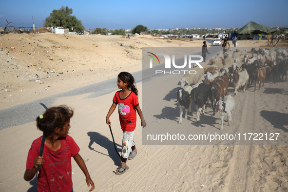 Shepherds herd a flock of sheep along a road in Khan Yunis, southern Gaza Strip, on October 30, 2024, amid the ongoing conflict between Isra...