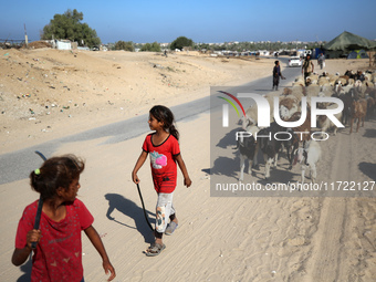 Shepherds herd a flock of sheep along a road in Khan Yunis, southern Gaza Strip, on October 30, 2024, amid the ongoing conflict between Isra...