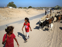 Shepherds herd a flock of sheep along a road in Khan Yunis, southern Gaza Strip, on October 30, 2024, amid the ongoing conflict between Isra...