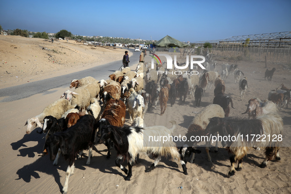 Shepherds herd a flock of sheep along a road in Khan Yunis, southern Gaza Strip, on October 30, 2024, amid the ongoing conflict between Isra...