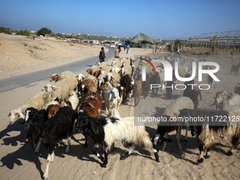 Shepherds herd a flock of sheep along a road in Khan Yunis, southern Gaza Strip, on October 30, 2024, amid the ongoing conflict between Isra...