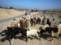 Shepherds herd a flock of sheep along a road in Khan Yunis, southern Gaza Strip, on October 30, 2024, amid the ongoing conflict between Isra...