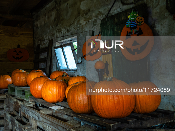 As Halloween night approaches, people visit a farm near the city of Nijmegen to buy pumpkins to carve in The Netherlands, on October 27, 202...