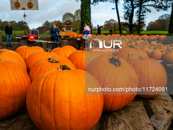 As Halloween night approaches, people visit a farm near the city of Nijmegen to buy pumpkins to carve in The Netherlands, on October 27, 202...