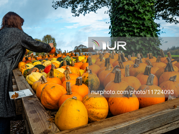 As Halloween night approaches, people visit a farm near the city of Nijmegen to buy pumpkins to carve in The Netherlands, on October 27, 202...