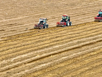 Farmers drive machinery to harvest yellow ginseng in a field in Zhangye, China, on October 30, 2024. (