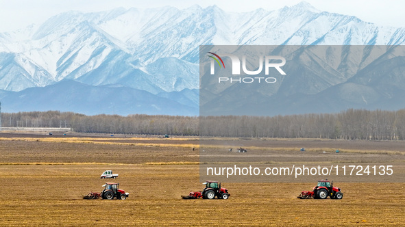 Farmers drive machinery to harvest yellow ginseng in a field in Zhangye, China, on October 30, 2024. 