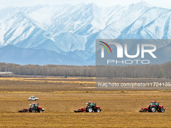 Farmers drive machinery to harvest yellow ginseng in a field in Zhangye, China, on October 30, 2024. (