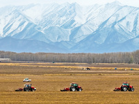 Farmers drive machinery to harvest yellow ginseng in a field in Zhangye, China, on October 30, 2024. (