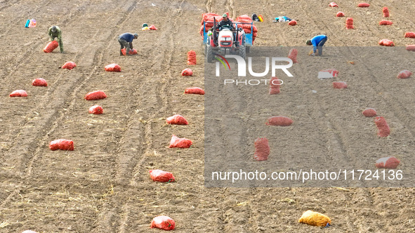 Workers pick up bags of Shandan yellow ginseng to be loaded into a truck and transported to a processing workshop in Zhangye, China, on Octo...