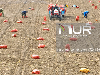 Workers pick up bags of Shandan yellow ginseng to be loaded into a truck and transported to a processing workshop in Zhangye, China, on Octo...