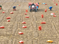 Workers pick up bags of Shandan yellow ginseng to be loaded into a truck and transported to a processing workshop in Zhangye, China, on Octo...