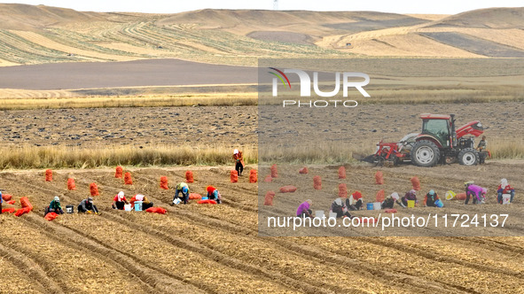 Workers follow behind machinery to pick up yellow ginseng from plows in Zhangye, China, on October 30, 2024. 