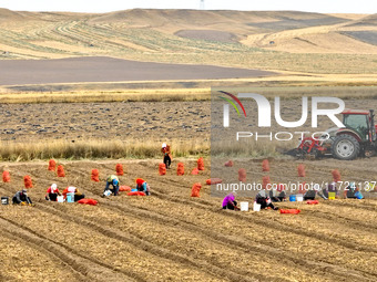 Workers follow behind machinery to pick up yellow ginseng from plows in Zhangye, China, on October 30, 2024. (