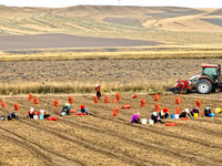 Workers follow behind machinery to pick up yellow ginseng from plows in Zhangye, China, on October 30, 2024. (