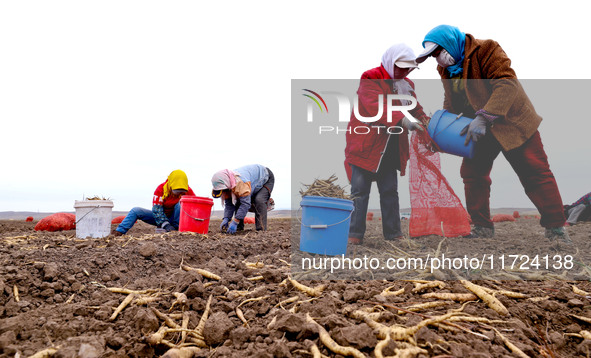 Workers follow behind machinery to pick up yellow ginseng from plows in Zhangye, China, on October 30, 2024. 