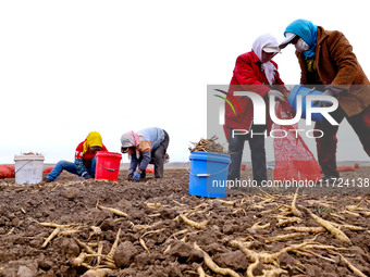 Workers follow behind machinery to pick up yellow ginseng from plows in Zhangye, China, on October 30, 2024. (