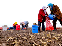 Workers follow behind machinery to pick up yellow ginseng from plows in Zhangye, China, on October 30, 2024. (