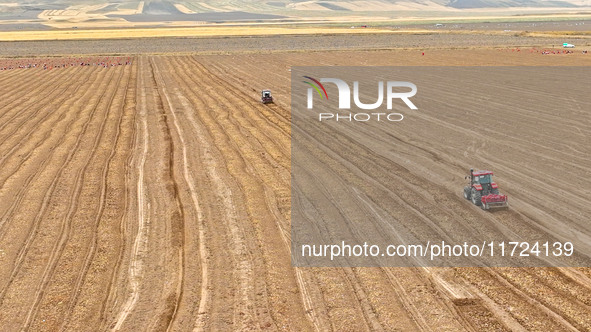 Farmers drive machinery to harvest yellow ginseng in a field in Zhangye, China, on October 30, 2024. 