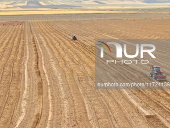 Farmers drive machinery to harvest yellow ginseng in a field in Zhangye, China, on October 30, 2024. (