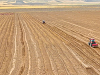 Farmers drive machinery to harvest yellow ginseng in a field in Zhangye, China, on October 30, 2024. (