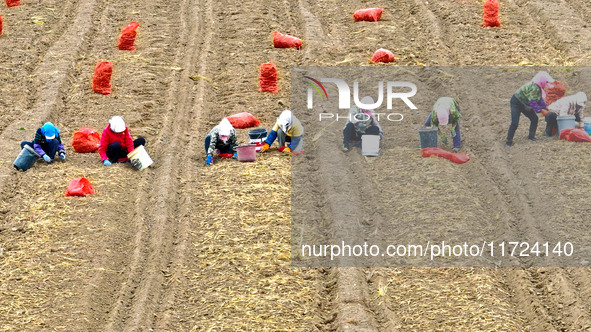 Workers follow behind machinery to pick up yellow ginseng from plows in Zhangye, China, on October 30, 2024. 