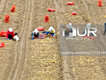 Workers follow behind machinery to pick up yellow ginseng from plows in Zhangye, China, on October 30, 2024. (