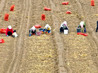 Workers follow behind machinery to pick up yellow ginseng from plows in Zhangye, China, on October 30, 2024. (