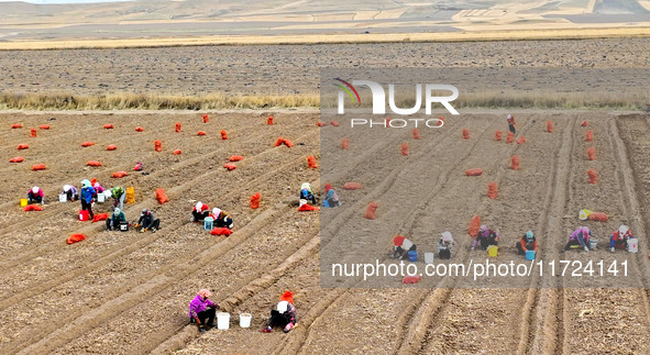 Workers follow behind machinery to pick up yellow ginseng from plows in Zhangye, China, on October 30, 2024. 