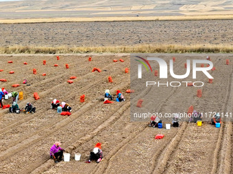 Workers follow behind machinery to pick up yellow ginseng from plows in Zhangye, China, on October 30, 2024. (