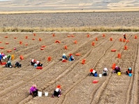 Workers follow behind machinery to pick up yellow ginseng from plows in Zhangye, China, on October 30, 2024. (