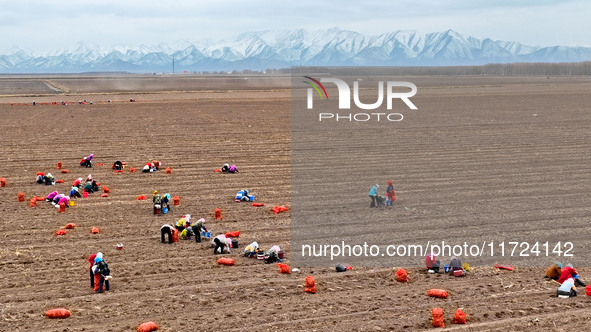 Workers follow behind machinery to pick up yellow ginseng from plows in Zhangye, China, on October 30, 2024. 