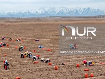 Workers follow behind machinery to pick up yellow ginseng from plows in Zhangye, China, on October 30, 2024. (