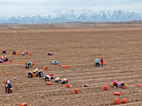 Workers follow behind machinery to pick up yellow ginseng from plows in Zhangye, China, on October 30, 2024. (