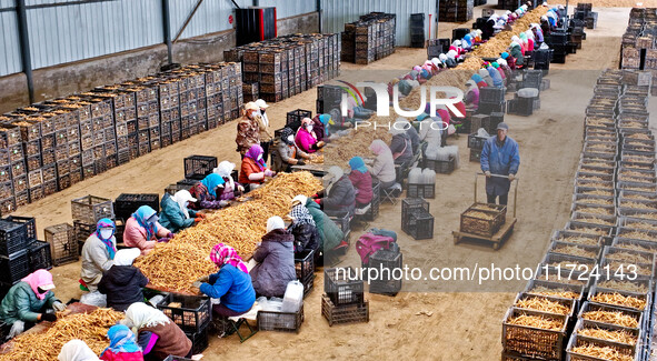 Workers sort and pack yellow ginseng in Zhangye, China, on October 30, 2024. 