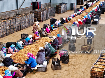 Workers sort and pack yellow ginseng in Zhangye, China, on October 30, 2024. (