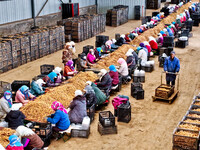 Workers sort and pack yellow ginseng in Zhangye, China, on October 30, 2024. (