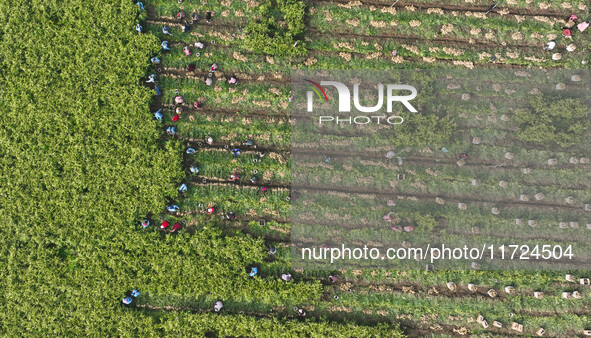 Farmers harvest fresh ginger in Zhongjia village, Zouping city, East China's Shandong province, on October 30, 2024. 