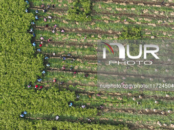 Farmers harvest fresh ginger in Zhongjia village, Zouping city, East China's Shandong province, on October 30, 2024. (